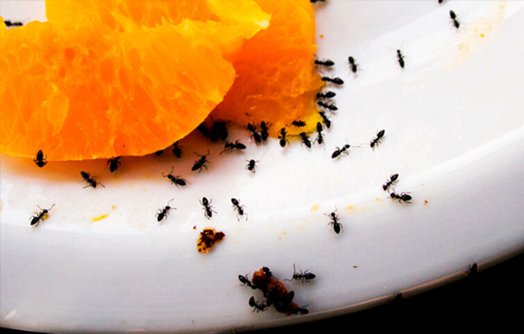 Sorte havemyrer spiser skiver af appelsin. Sorte havemyrer spiser skiver af appelsin.