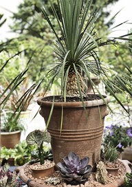 Næb Yucca