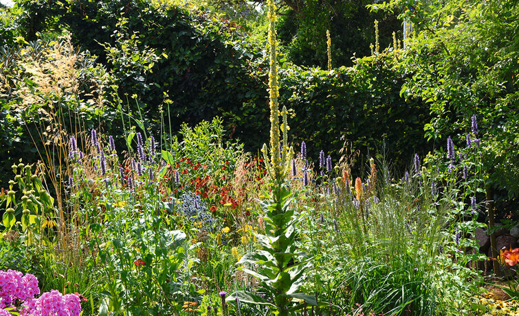 filtbladet kongelys, Verbascum thapsus i blomsterbed