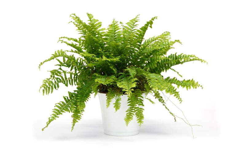 Planten nyrebregne i hvid potte