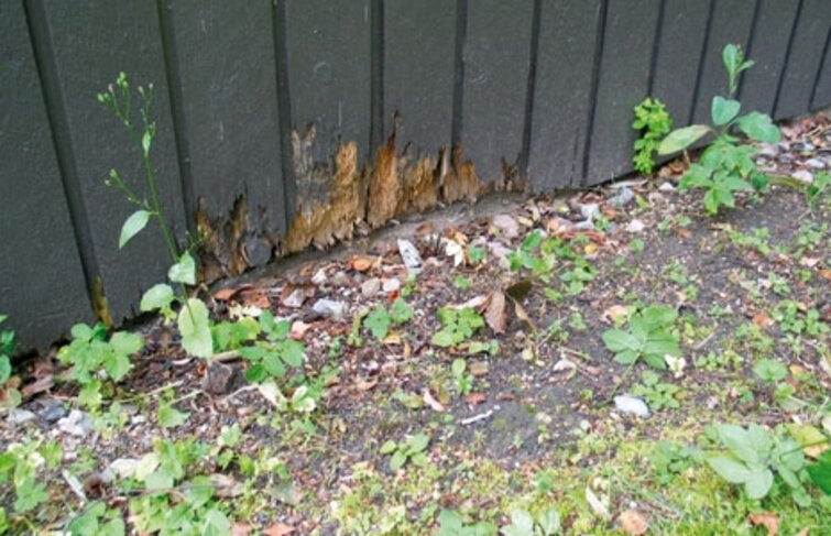 råd i træfacaden