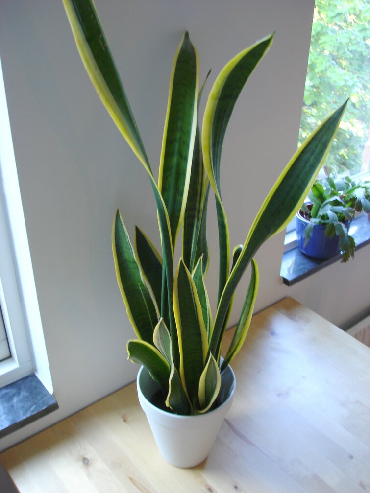 Planten svigermors skarpe tunge i hvid potte