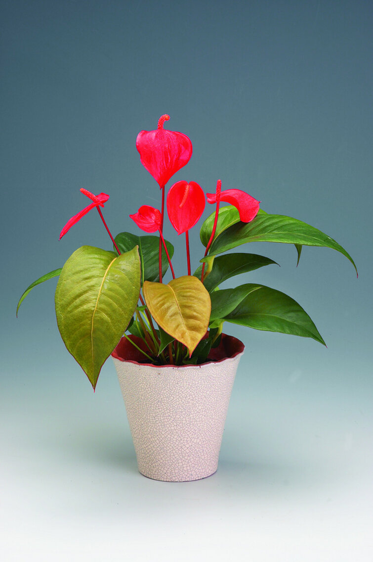 Flamingo-blomst - Anthurium er en god plante til badeværelset