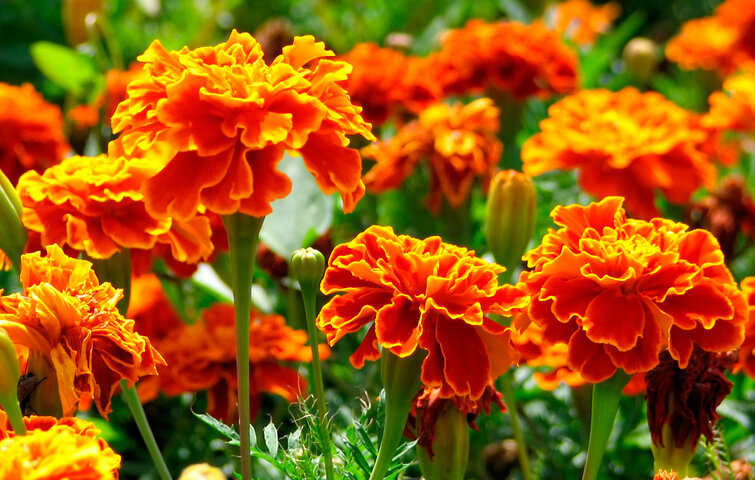 Bed med tagetes i blomst