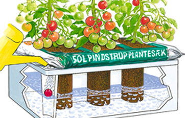 Illustration af selvvandingskasse med tomatplanter