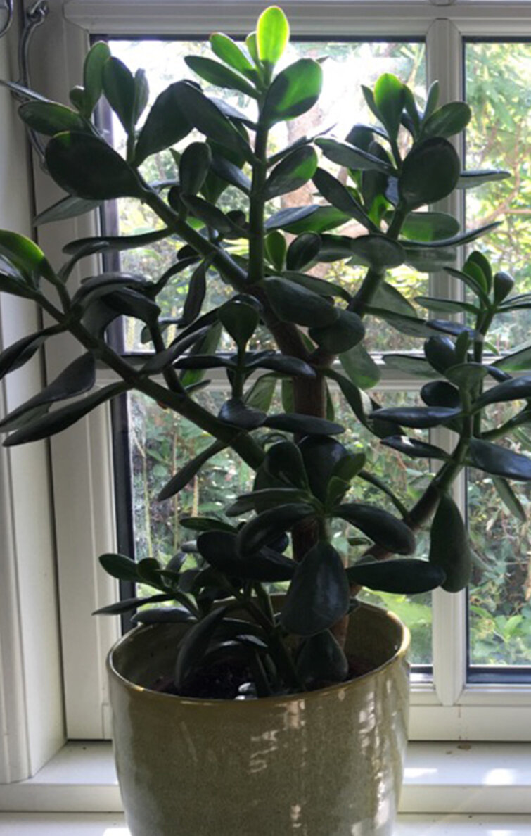 Mellemstort paradistræ (Crassula ovata)