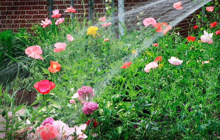 Blomster i blomsterbed vandes med haveslange