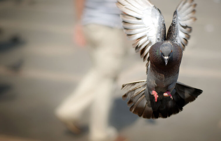 Due flyver væk