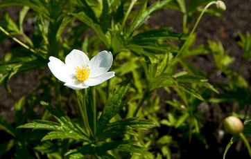 Hvid anemone Hvid anemone
