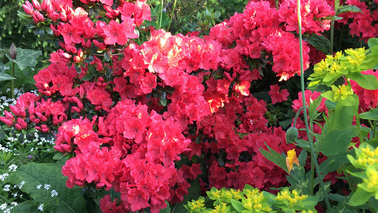 Japansk azalea med lyserøde blomster