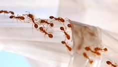 Insekter i hjemmet