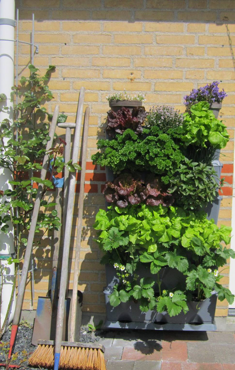 Salat på plantevæg på mur