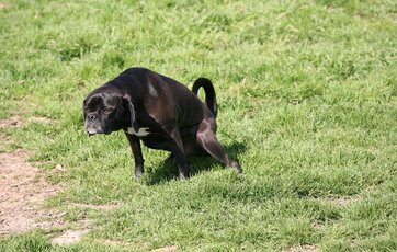 Lille sort hund tissser på græsplæne