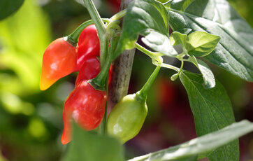 Grønne og røde kegleformede chilifrugter på chiliplante med grønne blade