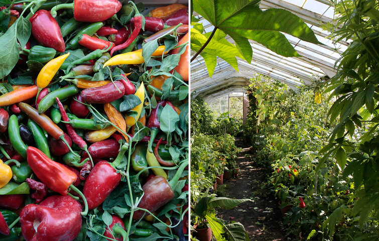 Todelt billede med chili i forskellige farver på det ene og drivhus med chiliplanter på det andet