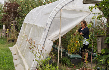Charlotte Riis Engelbrecht plukker tomater i polytunnel