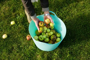 Spand fyldt med æbler
