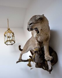 Puma fra Sydafrika. Foto: Jesper Ray