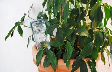 potteplante med vandflaske i