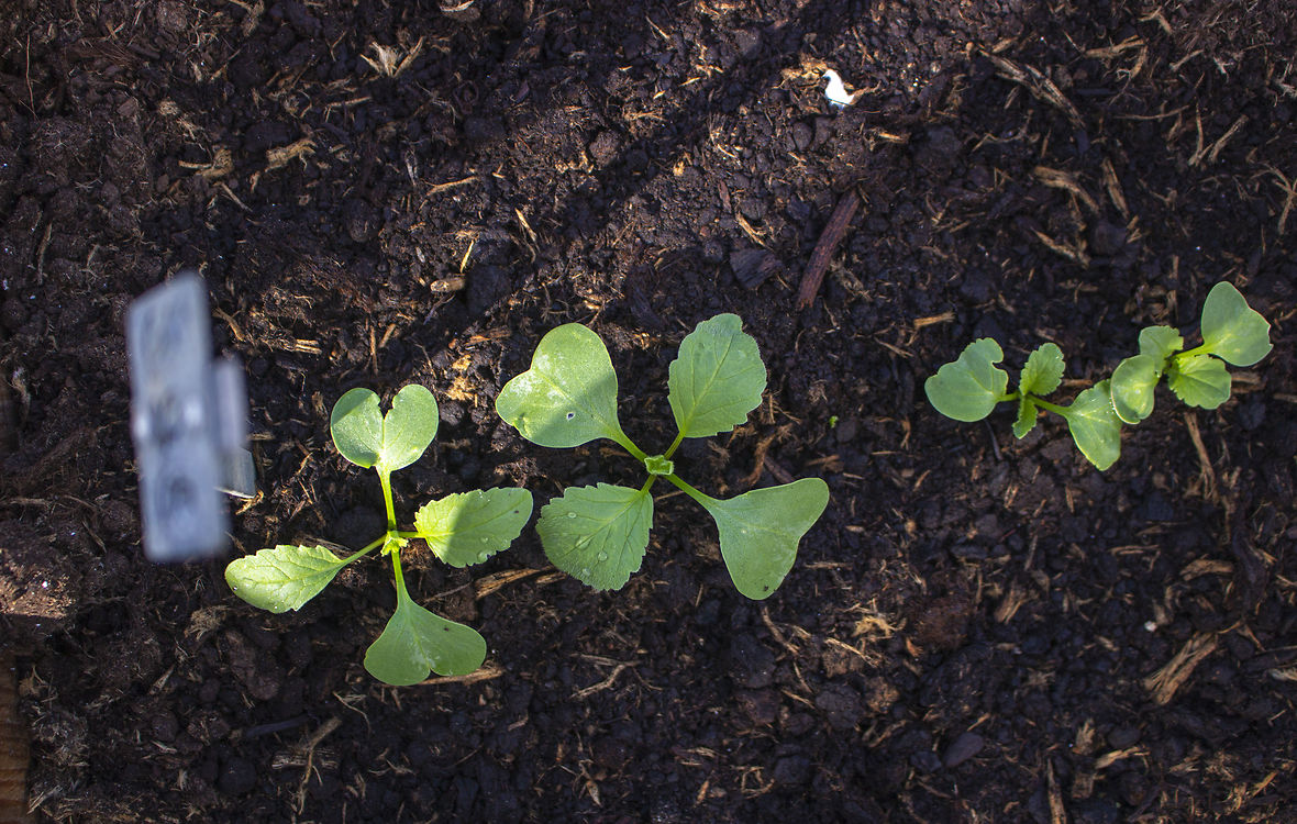 Radiseplanter