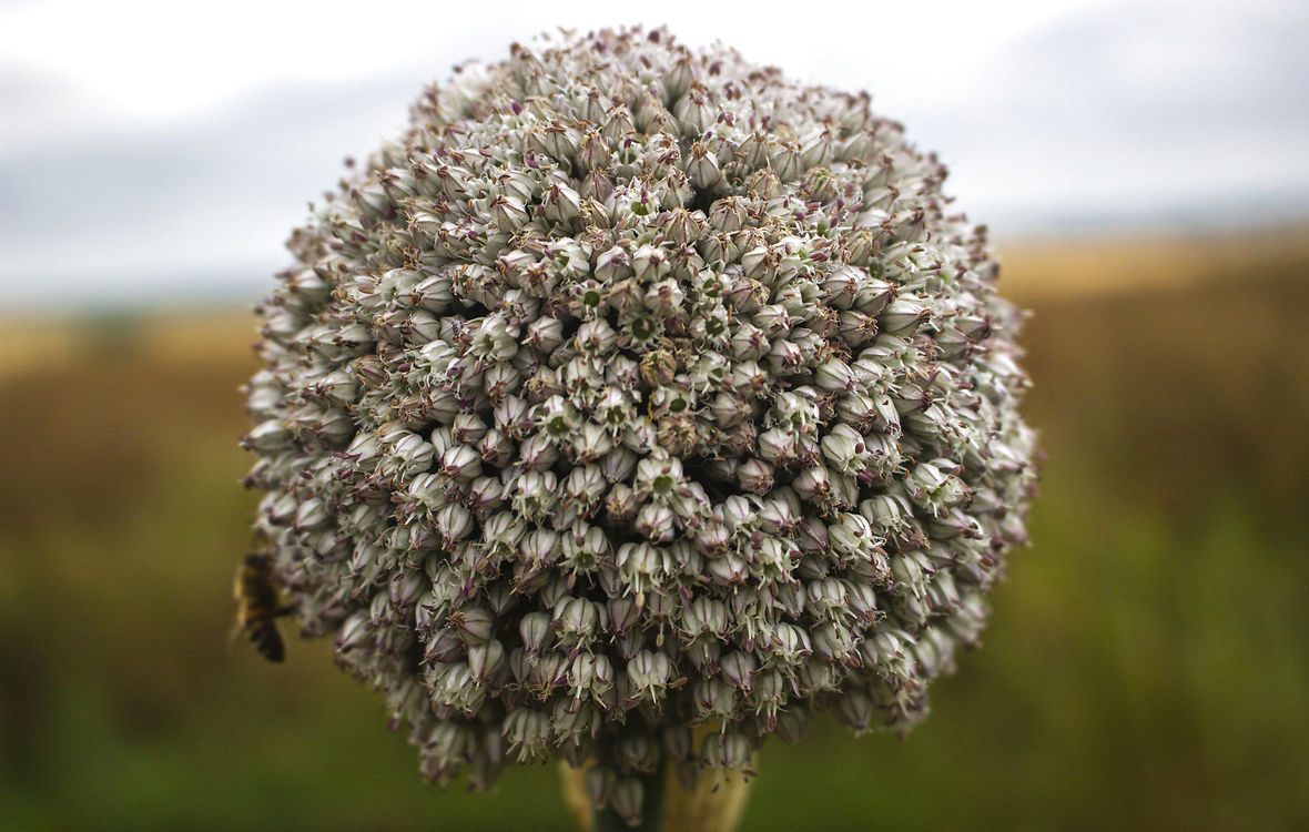 porre i blomst