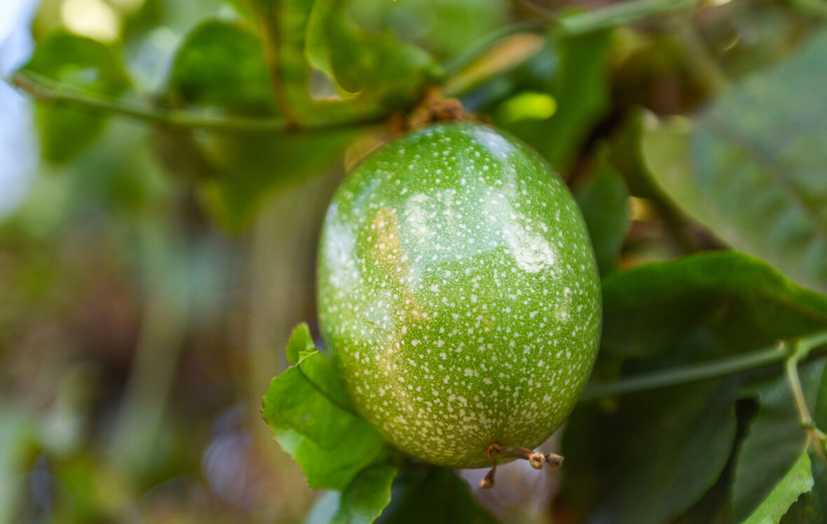 Passionsfrugt på plante i drivhus