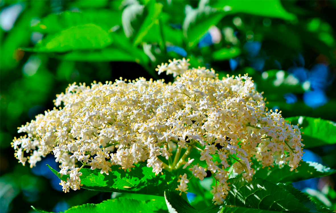 blomstrende hyldeblomst