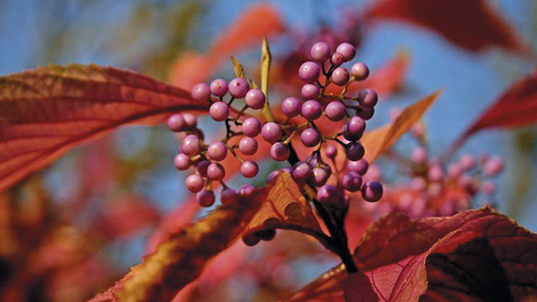 Kinesisk glasbær (Callicarpa dichotoma)