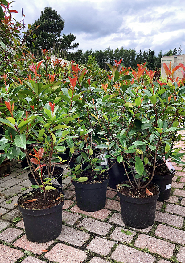 Køb planter i potter
