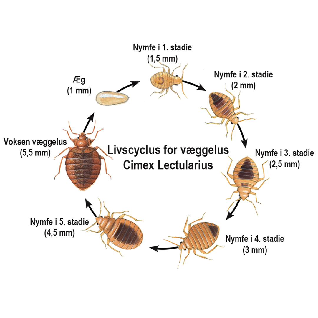 Livscyklus for væggelus