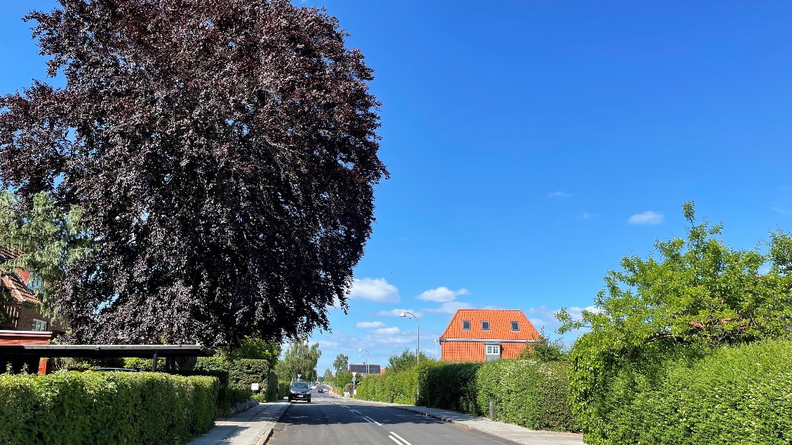 Stort træ med grene ud over vejen