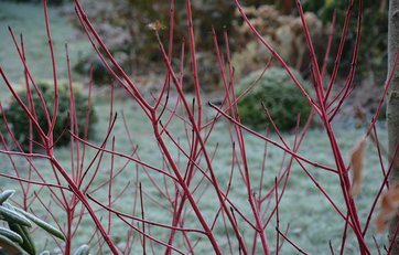 Hvid kornel (Cornus alba ’sibirica’)