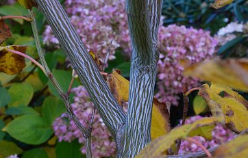 Stribet løn (Acer pencylvanicum)
