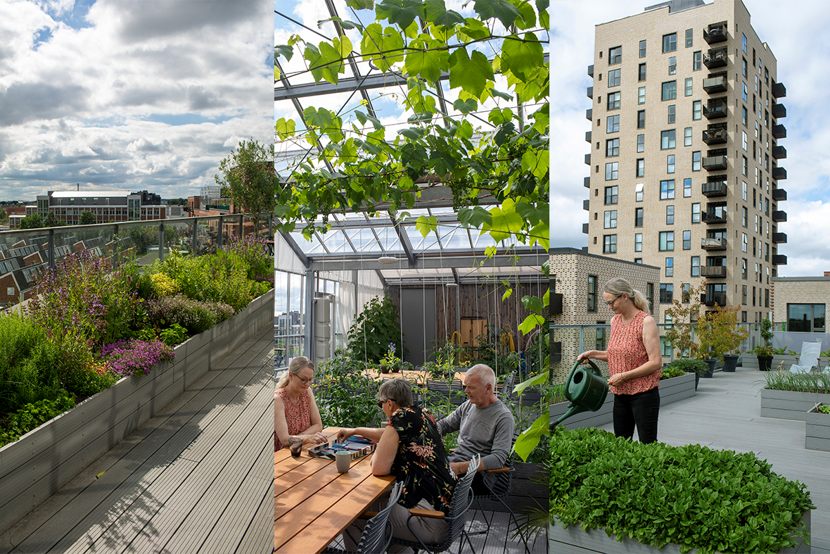 Højbede på tagterrasse, Tina Strynø, Gitte Quitzau og Christian Møller i drivhuset, Tina Strynø