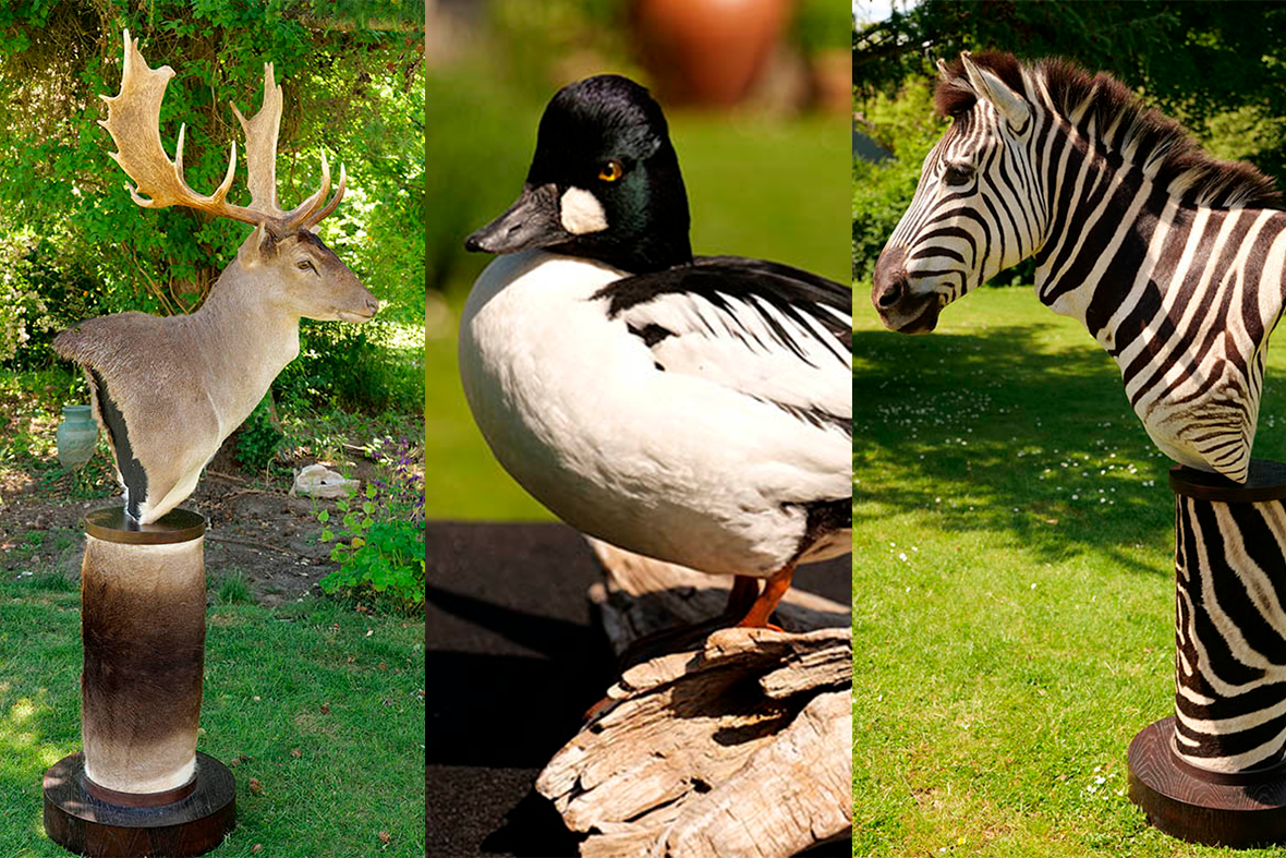 Udstoppet kronhjort, hvinand og zebra